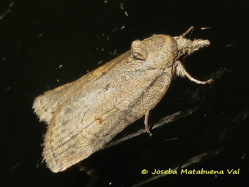 Nycteola revayana - Nolidae